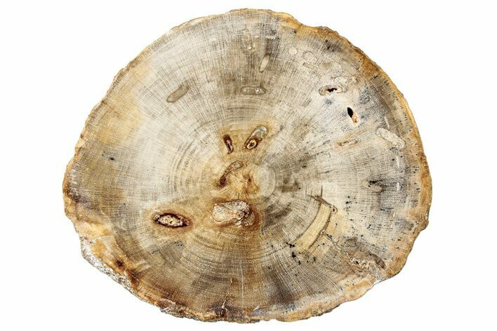 Polished Petrified Wood (Dicot) Round - Idaho #252880